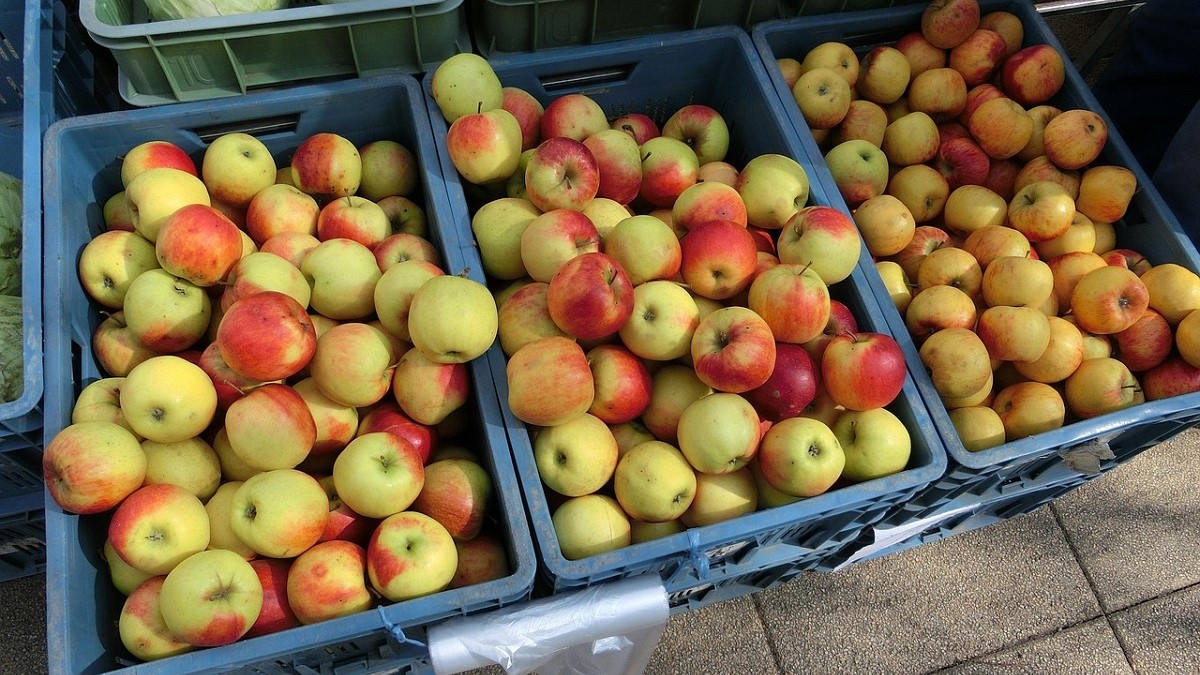 Cómo las soluciones poscosecha aseguran la calidad en mercados internacionales.jpg